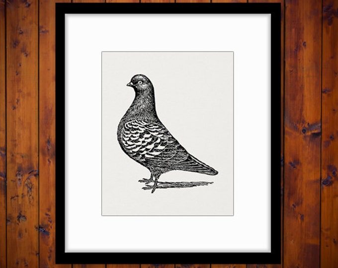 Printable Image Pigeon Graphic Bird Illustration Download Digital Vintage Clip Art Jpg Png Eps HQ 300dpi No.3075