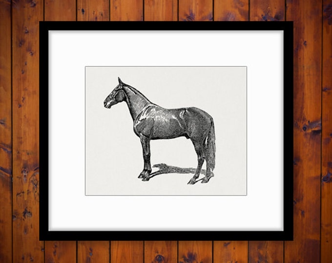 Horse Printable Digital Graphic Image Download Artwork Vintage Clip Art Jpg Png Eps HQ 300dpi No.3540