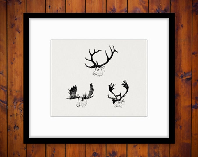 Digital Image Moose Elk Caribou Antlers Printable Animals Download Graphic Jpg Png Eps HQ 300dpi No.1013