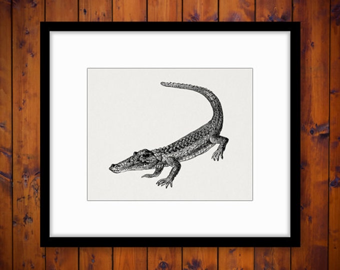 Crocodile Graphic Digital Download Alligator Image Printable Antique Clip Art Jpg Png Eps HQ 300dpi No.271