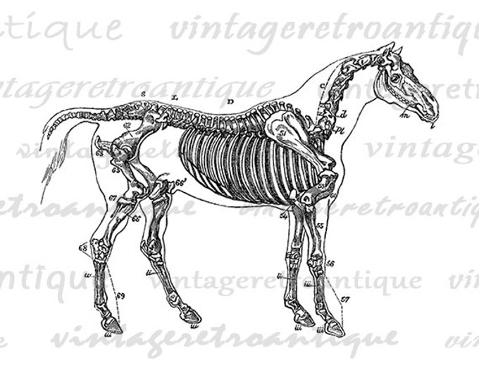 Printable Image Horse Skeleton Diagram Download Graphic Digital Illustration T-Shirts Jpg Png Eps HQ 300dpi No.2261