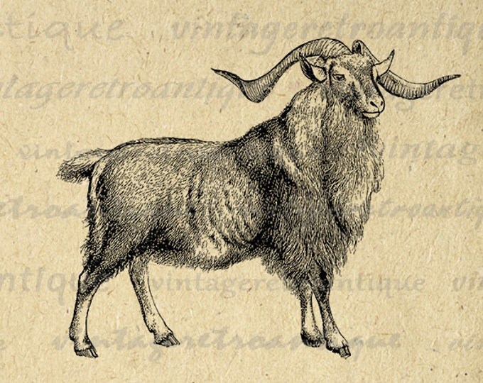 Printable Goat Ram Antique Graphic Download Digital Image Jpg Png Eps HQ 300dpi No.517