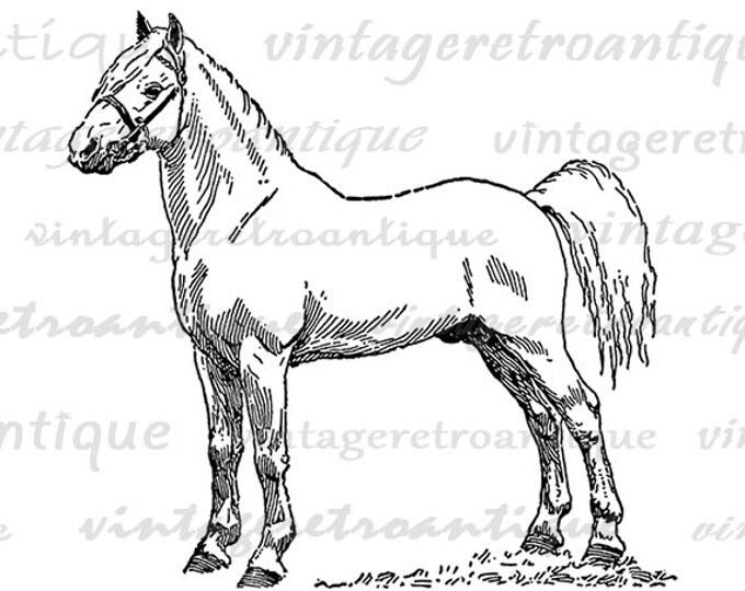 Printable Graphic White Pony Stallion Horse Image Illustration Download Digital Vintage Clip Art Jpg Png Eps HQ 300dpi No.3456