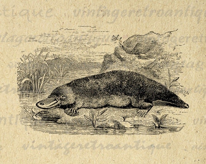 Digital Platypus Graphic Printable Antique Image Download Vintage Clip Art Jpg Png Eps HQ 300dpi No.107