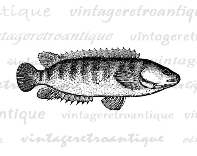 Digital Image Fish Graphic Antique Download Printable Vintage Clip Art Jpg Png Eps HQ 300dpi No.600