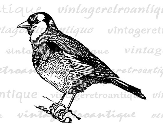 Digital Goldfinch Bird Image Graphic Download Printable Vintage Clip Art Jpg Png Eps HQ 300dpi No.3119