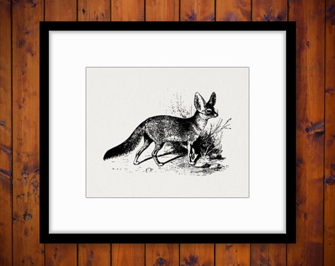 Printable Fennec Fox Digital Download Illustration Image Graphic Antique Clip Art Jpg Png Eps HQ 300dpi No.3222