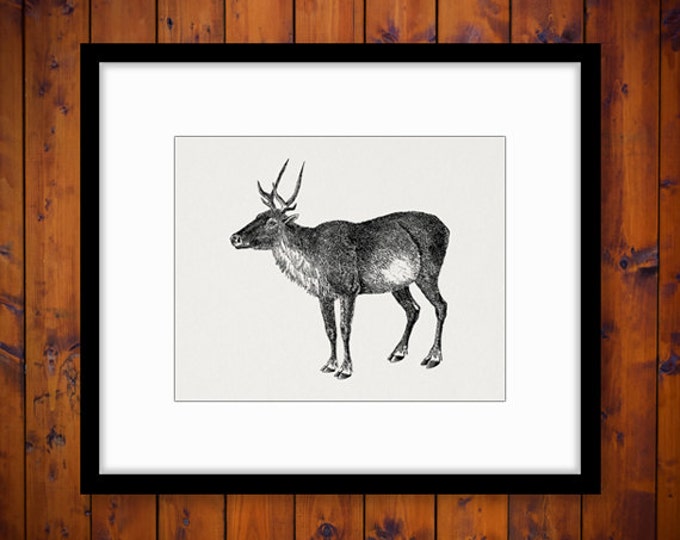 Printable Graphic Caribou Download Image Illustration Digital Artwork Vintage Clip Art Jpg Png Eps HQ 300dpi No.2132