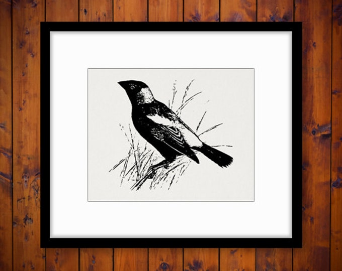 Digital Bobolink Bird Image Download Antique Graphic Printable Vintage Clip Art Jpg Png Eps 18x18 HQ 300dpi No.3570