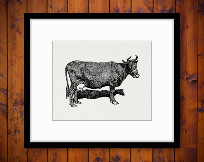 Printable Digital French Canadian Cow Image Farm Animal Download Illustration Graphic Artwork Vintage Clip Art HQ 300dpi No.3054