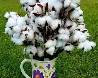 Cotton stems 20 inch
