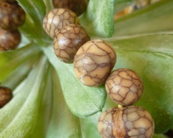 Cerebrito Seeds Natural Dark. Little Brain Seeds. Natural Seeds for Jewelry and Crafts. 1 Strand-Aprox 120 beads-seeds. 10-11mm