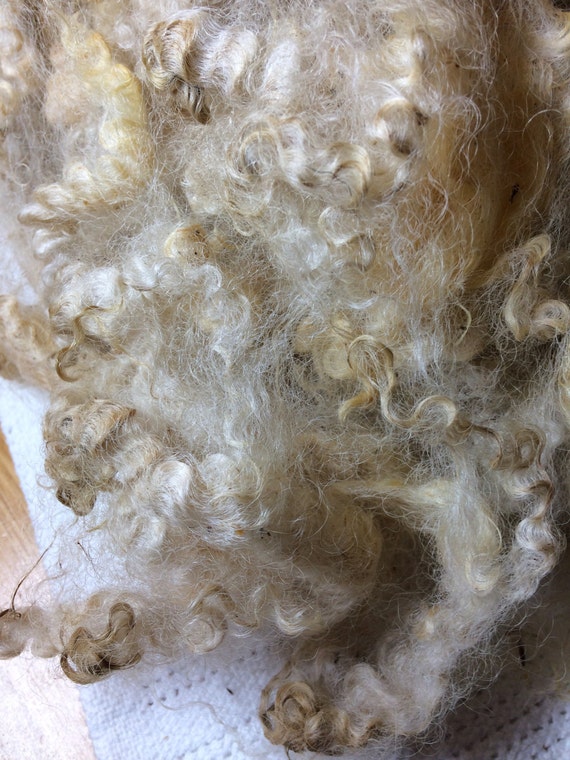 SALE Cotswold sheep wool fleece silky lustrous wool locks