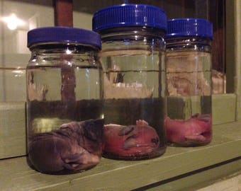 Fetal Rabbits; Taxidermy Bunnies; Jar Specimens