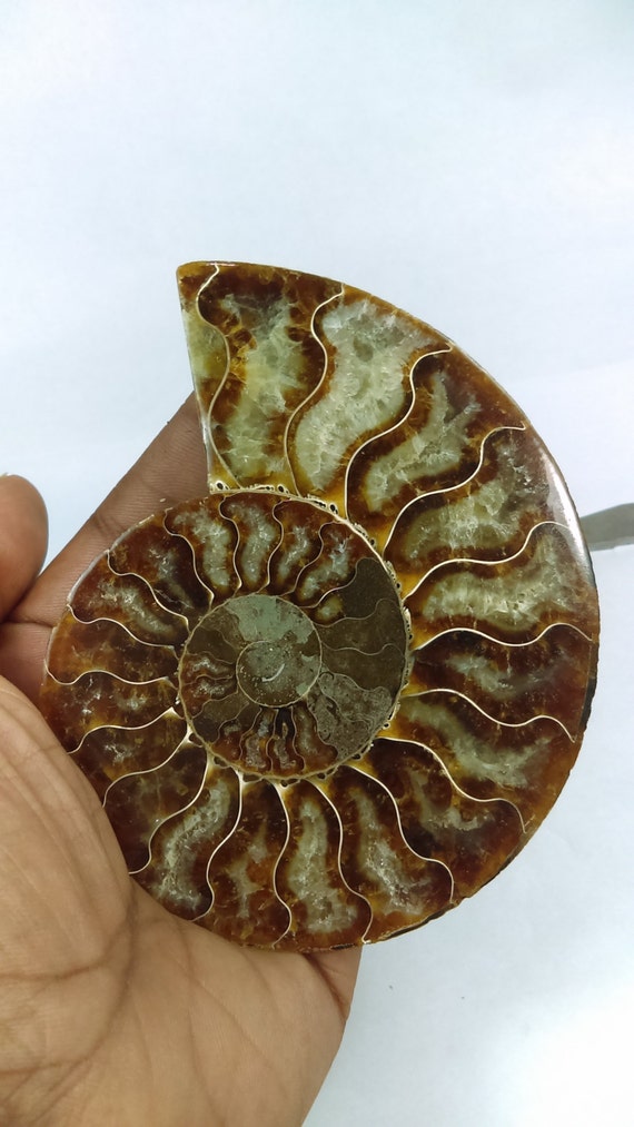 opalized ammonite fossil