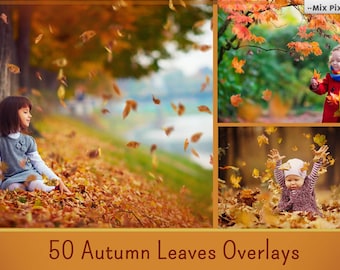 Autumn Leaves Overlays, PNG, Falling Leaves , Fall leaves, Autumn Leaf, realistic, natural look, mini session