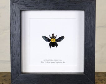 The Yellow Spot Carpenter Bee in Box Frame (Xylocopa confusa)