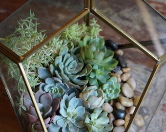 Diamond Shaped Glass Succulent Terrarium Garden
