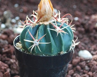 erocactus latispinus 'Fish Hook Cactus' 2.5" Pot