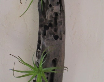FREE SHIPPING = Holey Driftwood Air Plant Wall Holder "Nautical Style"