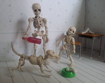 Mr Bones skeleton articulated