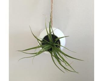 Hanging Air Plant Holder, Hanging Terrarium, Hanging Planter, Air Plant Holder, White Plant Holder, Indoor Hanging Planter