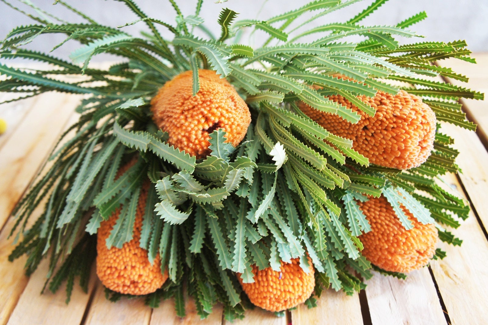 4 X Dried natural Banksia, south Africa flower, natural dried banksia Hookeriana banksia, exotic