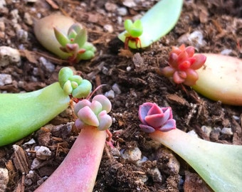 10 Succulent Leaves With Baby Succulents For Propagation of Succulent Rosettes Grow Your Own Colorful Succulent Leaf Cuttings