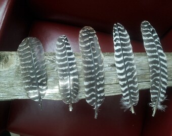 Wild turkey feathers, craft feathers,turkey wing feathers