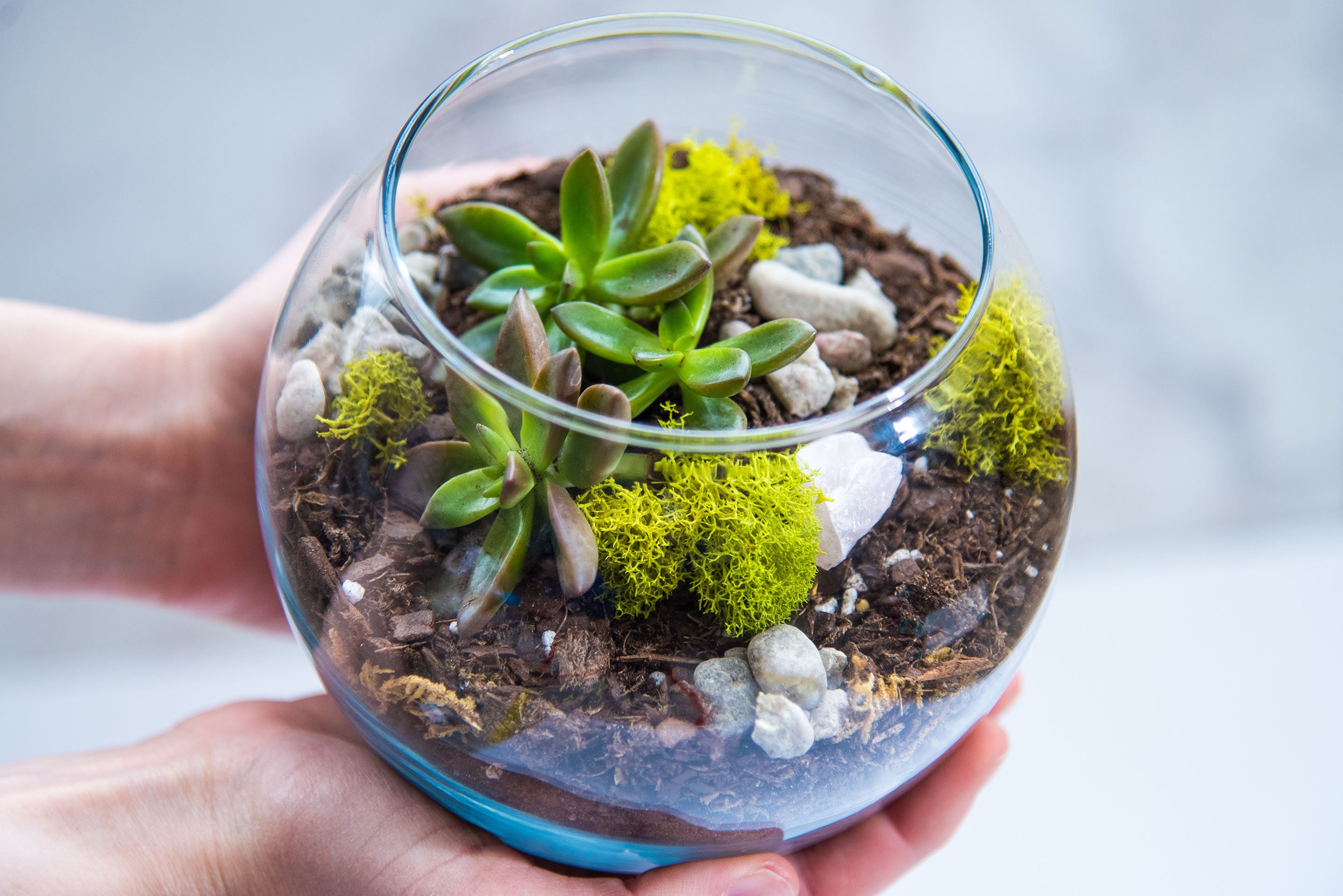 DIY terrarium kit terrarium gift succulent terrarium gift