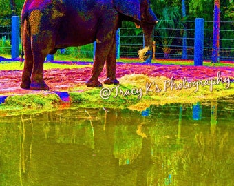 Colorful Elephant Reflection
