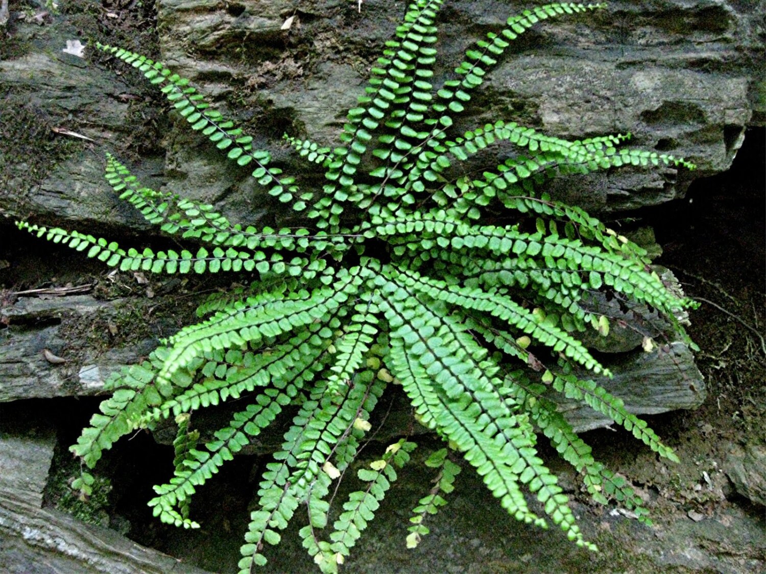 5 MAIDENHAIR SPLEENWORT FERN root/rhizome