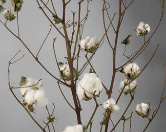 27" Cotton Boll Stems - Cotton Stems - Cotton Arrangement - Cotton Boll Decor - Rustic Farmhouse Decor - Cotton Stalks -Natural Cotton Bolls