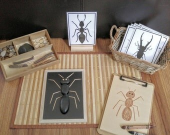 Loose Parts Insect/Bug Exploration, Build a Bug, Fine Motor Skills, Gift for Kids, Montessori Classroom, Reggio Emilia, Teacher Resources