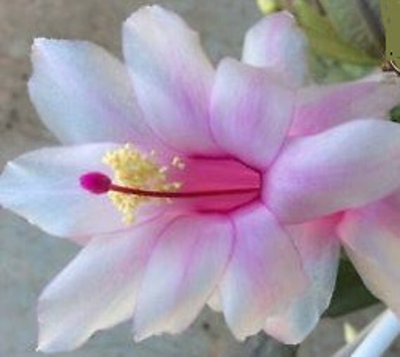 White and Pink Christmas Cactus 'Youp' Schlumbergera