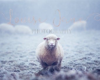Frosty The Sheep 24x16 Print and Wall Art