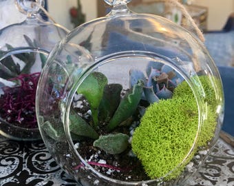 Single Hanging Succulent Terrarium, Globe or Teardrop
