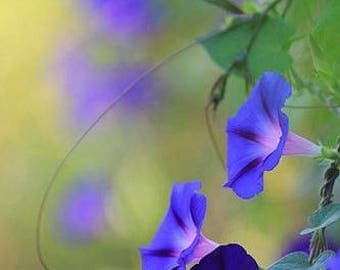 25+ MORNING GLORY- Star of Yelta / BUTTERFLY Magnet / 6-10 Vine / Flower Seeds