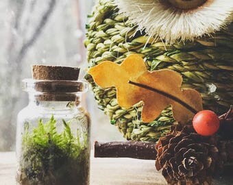 Earth in a bottle- Mini earth, live green moss terrarium