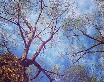 Spring Whispers