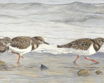 Tide Race, turnstones bird print