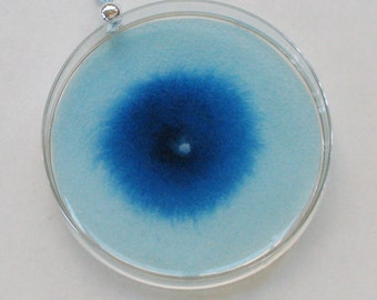 Petri Dish Ornament A2: Blue with big blue bacterial colony