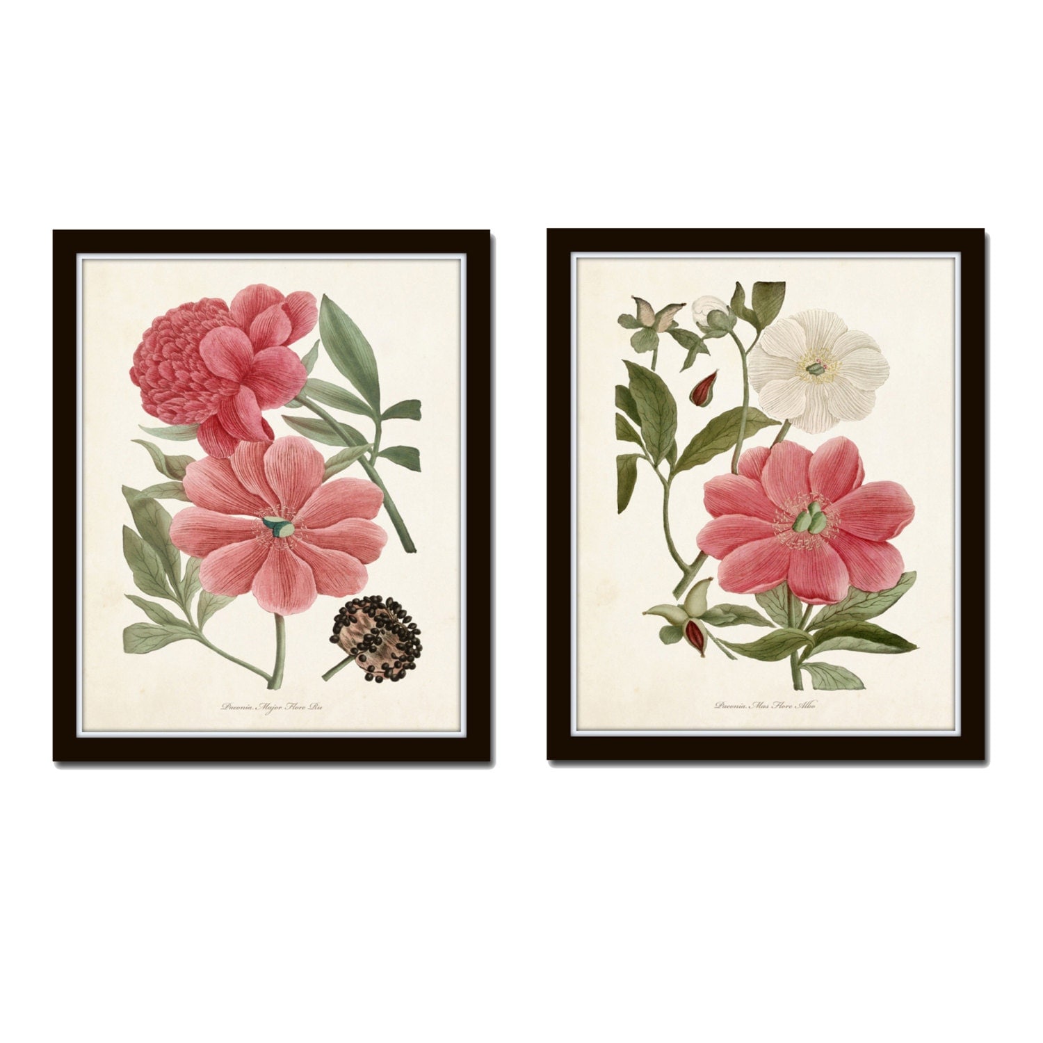 Pink Peonies Botanical Print Set No. 3 Art Prints Giclee