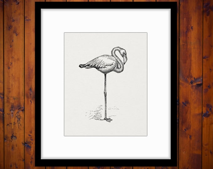 Printable Flamingo Bird Digital Flamingo Image Animal Graphic Printable Bird Artwork Download Antique Clip Art Jpg Png Eps HQ 300dpi No.844