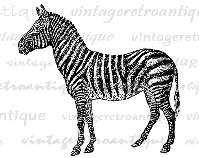 Printable Digital Zebra Graphic Illustration Image Download Antique Clip Art Jpg Png Eps HQ 300dpi No.3087