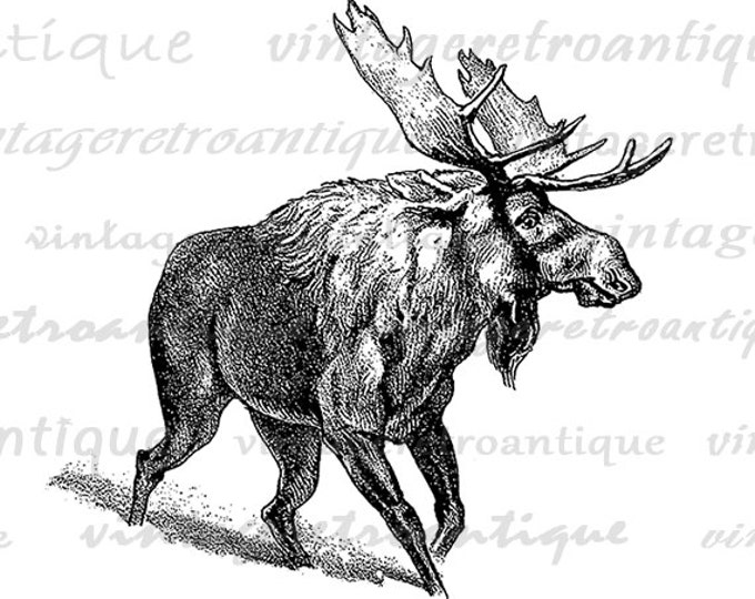 Digital Printable Moose Download Illustration Graphic Artwork Image Vintage Clip Art Jpg Png Eps HQ 300dpi No.323