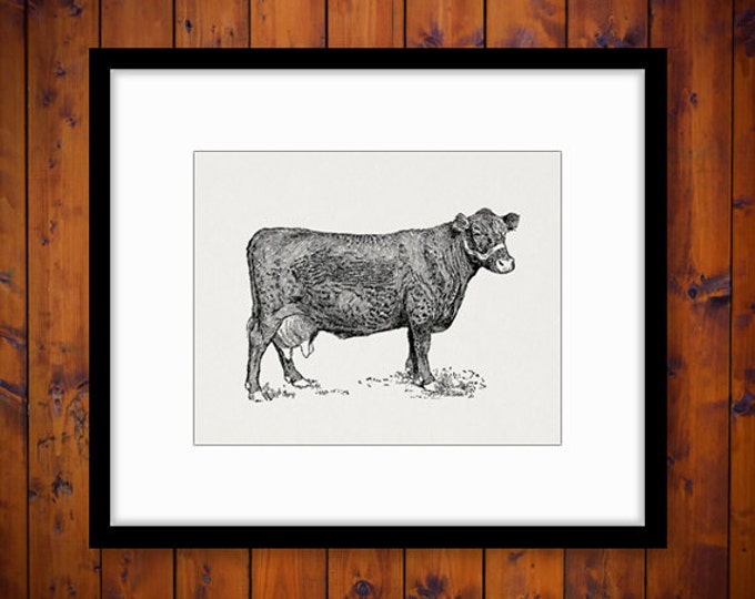 Digital Farm Cow Printable Graphic Illustration Image Download Vintage Clip Art Jpg Png Eps HQ 300dpi No.3174