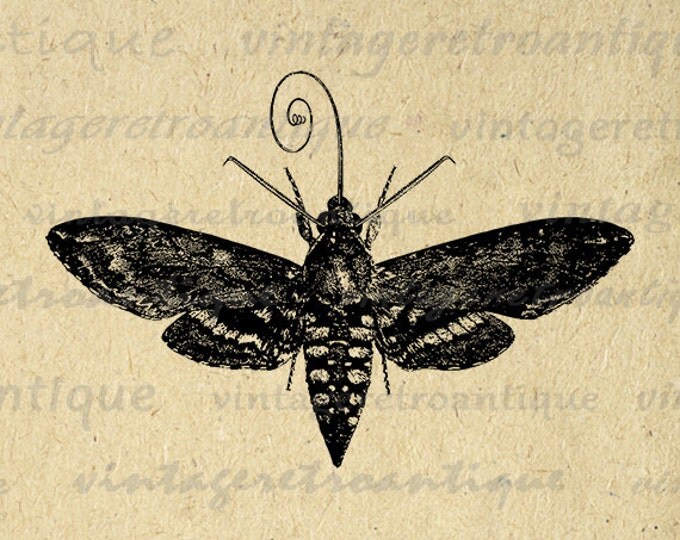 Hawk Moth Printable Image Graphic Insect Illustration Digital Download Vintage Clip Art Jpg Png Eps HQ 300dpi No.3432