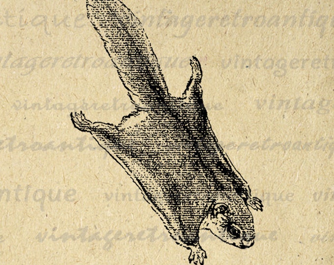 Printable Graphic Antique Flying Squirrel Download Digital Image Vintage Clip Art Jpg Png Eps HQ 300dpi No.293