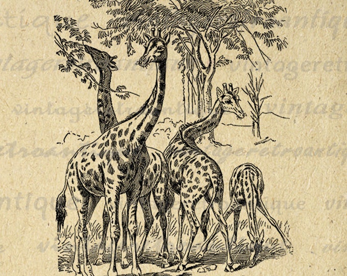 Giraffe Printable Graphic Digital Giraffes Illustration Image Download Vintage Clip Art Jpg Png Eps HQ 300dpi No.2637